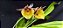 Catasetum Joao Stivali  amarelo pintalgado -  Adulta - Imagem 3