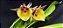 Catasetum Joao Stivali  amarelo pintalgado -  Adulta - Imagem 1