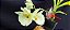 Catasetum Joao Stivali Albo miolo amarelo-  adulto - Imagem 1