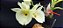 Catasetum Joao Stivali Albo miolo amarelo-  adulto - Imagem 2