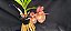 Catasetum Joao Stivali Rosada-  adulto - Imagem 3