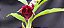 Catasetum Joao Stivali Rubro -  adulto - Imagem 1