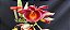 Catasetum Joao Stivali red x miolo amarelo -  adulto - Imagem 3