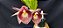 Catasetum Ouro verde x Pileatum x Joao Stivali  -  adulto - Imagem 3