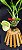 Catasetum Pileatum albino - miolo amarelo  -  adulto-2 - Imagem 3