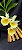 Catasetum Pileatum Aurantiacum -Raro -  adulto-3 - Imagem 1