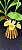 Catasetum Pileatum Aurantiacum -Raro -  adulto-6 - Imagem 1