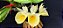 Catasetum Pileatum Aurantiacum -Raro -  adulto-6 - Imagem 2