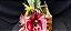 Catasetum Pileatum x Pileatum imperialis - no cachepo - adulto - Imagem 2