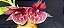 Catasetum Pileatum x Pileatum imperialis - adulto - 2 - Imagem 1
