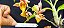 Catasetum Saccatum x macrocarpum - adulto - Imagem 3