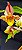 Catasetum Saccatum x macrocarpum - adulto - Imagem 2