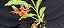 Catasetum Saccatum x Pileatum x Susan Fuchs - adulto - Imagem 4