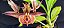 Catasetum Saccatum x Pileatum x Susan Fuchs - adulto - Imagem 1