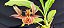 Catasetum Saccatum x Pileatum x Susan Fuchs - adulto - Imagem 5