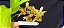 Catasetum Schimitianum x pileatum  - adulto - Imagem 3