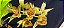 Catasetum Schimitianum x pileatum  - adulto - Imagem 1