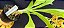 Catasetum Schimitianum x pileatum  - adulto - Imagem 2