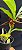Catasetum Sucubus - adulto -2 - Imagem 3