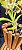 Catasetum Sucubus - adulto -4 - Imagem 2