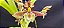 Catasetum Sucubus - adulto -4 - Imagem 1