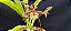 Catasetum Sucubus - adulto -4 - Imagem 3