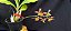 Catasetum Sucubus - adulto -6 - Imagem 2