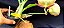 Catasetum Susan Fuchs x João Stivali- adulto - Imagem 3
