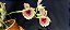Catasetum Susan Fuchs - adulto-2 - Imagem 1