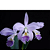Orquidea Cattleya Labiata Coerulea - Imagem 2