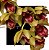 Clowsetum DF Dogmus - Imagem 1