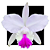 Cattleya Mechede x Intermedia coerulea - Imagem 1