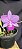 Cattleya Walkeriana Cambara - NT- Adulta cod 2558015 - Imagem 1