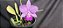 Cattleya Walkeriana Cambara - NT- Adulta cod 2558015 - Imagem 2