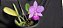 Cattleya Walkeriana Cambara - NT- Adulta cod 2558015 - Imagem 4