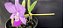 Cattleya Walkeriana Cambara - NT- Adulta cod 2558015 - Imagem 5