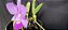 Cattleya Walkeriana Cambara - NT- Adulta cod 2558015 - Imagem 6