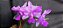Cattleya Walkeriana Trilabelo Legacy - Adulta cod 2558014 - Imagem 1