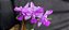 Cattleya Walkeriana Trilabelo Legacy - Adulta cod 2558014 - Imagem 2