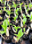 Kit De 4 Catasetum Premium - Cod 02 - Raro - Muda - Imagem 2
