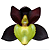 Orquidea Catasetum Tenebrosum - Muda - Imagem 4