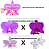 KIT 3 ORQUIDEAS CATTLEYA NOBILIOR MUDAS - COD 10101 - Imagem 2