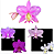 KIT 3 ORQUIDEAS CATTLEYA NOBILIOR MUDAS - COD 10101 - Imagem 1