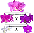 KIT 3 ORQUIDEAS CATTLEYA NOBILIOR MUDAS - COD 10102 - Imagem 2