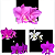 KIT 3 ORQUIDEAS CATTLEYA NOBILIOR MUDAS - COD 10102 - Imagem 1