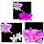 KIT 3 ORQUIDEAS CATTLEYA NOBILIOR MUDAS - COD 10103 - Imagem 1