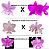 KIT 3 ORQUIDEAS CATTLEYA NOBILIOR MUDAS - COD 10104 - Imagem 2