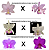 KIT 3 ORQUIDEAS CATTLEYA NOBILIOR MUDAS - COD 10108 - Imagem 2