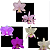 KIT 3 ORQUIDEAS CATTLEYA NOBILIOR MUDAS - COD 10108 - Imagem 1
