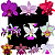 Kit 10 Orquídeas Cattleya Variadas – Cód 4052 - Imagem 1